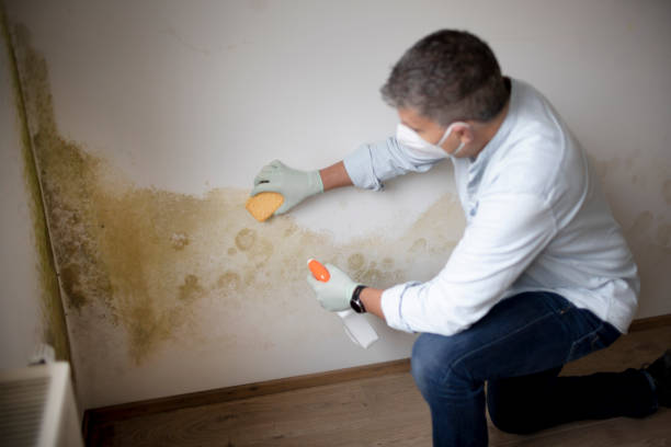 Iota, LA Mold Removal Company